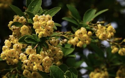 Berberine is nature's Ozempic