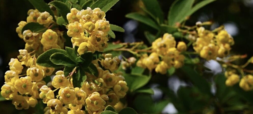 Berberine is nature's Ozempic